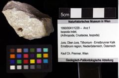 Foto (Objket + Etiketten) von Isopoda indet. 